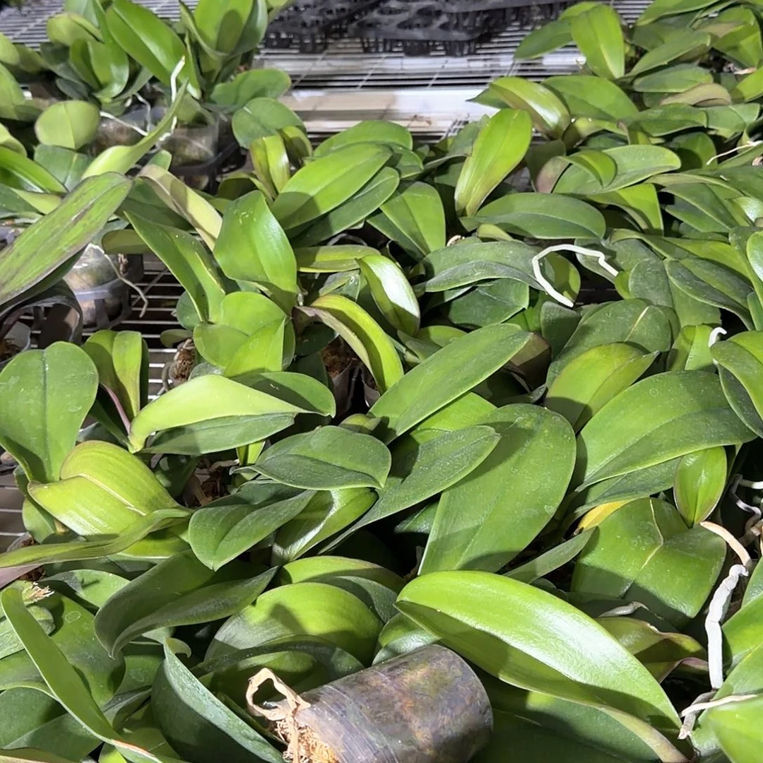 无花朵蝴蝶兰用梗多多