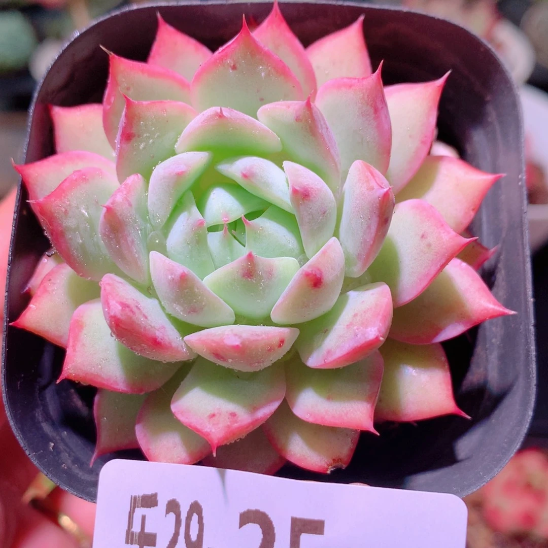 乐然29-25 蒂比单头