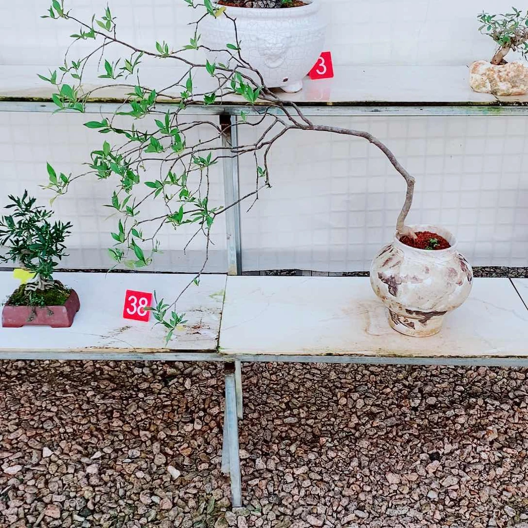 海岛栀子花一物一拍