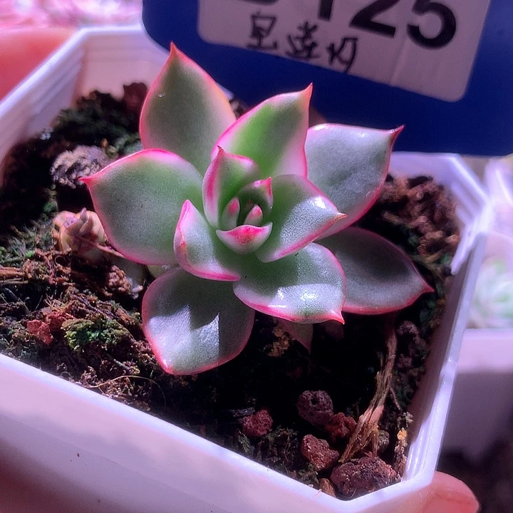 宝莲灯有根有根有