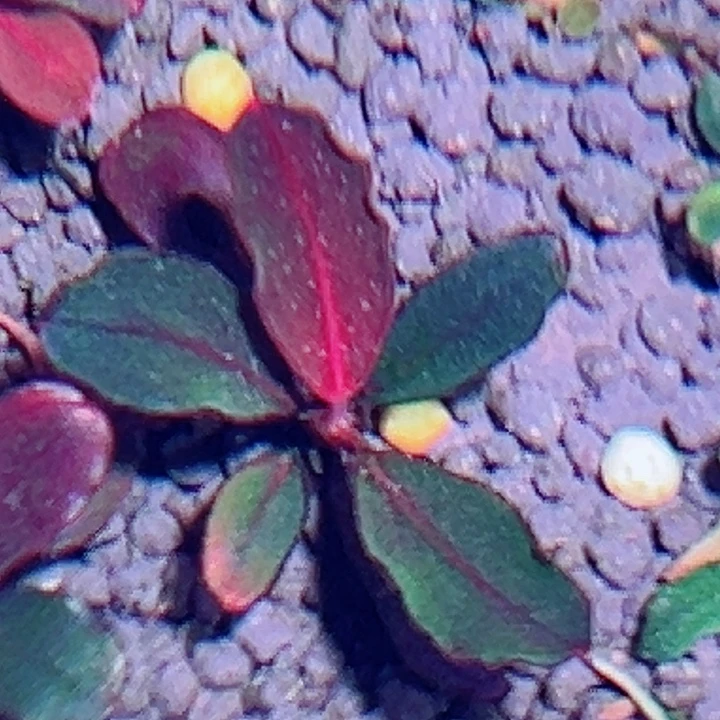 福利71号福利价植物一头