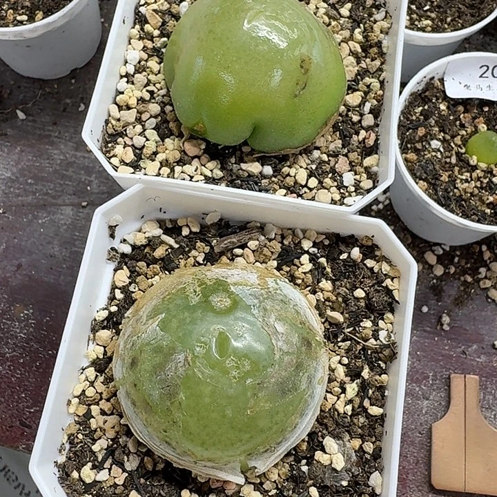 6***6老马生石花灯泡2349