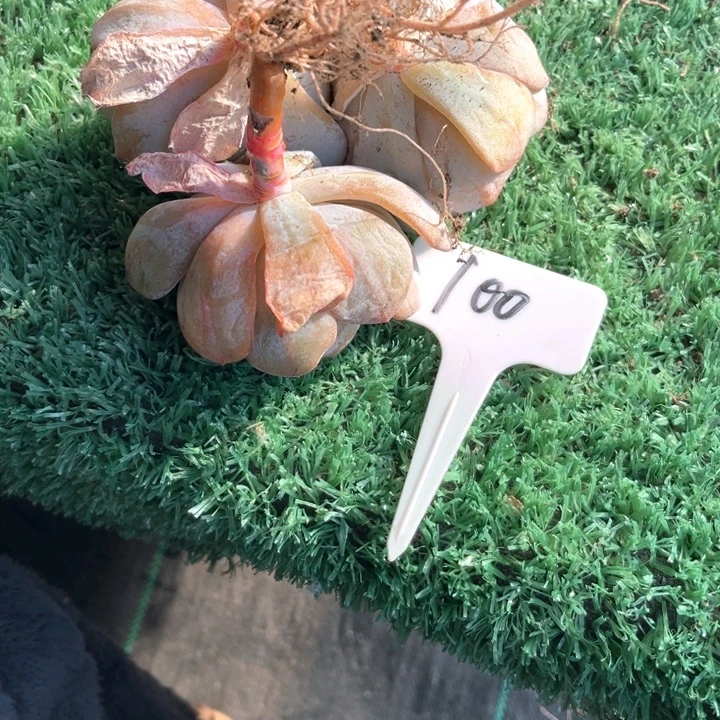 笨***8奶茶100号码牌子的话题了