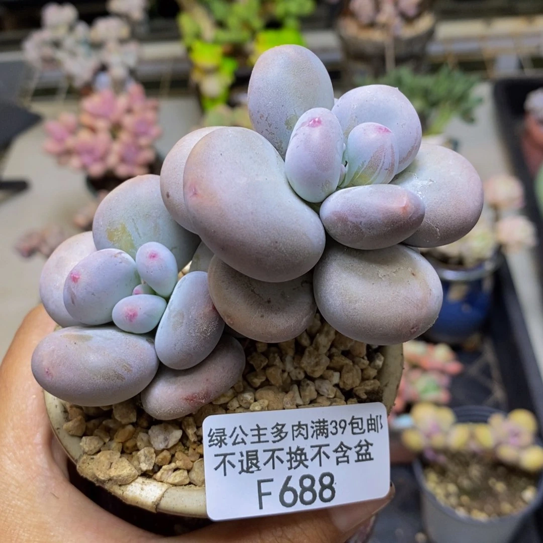 688大叶奶多肉7c m