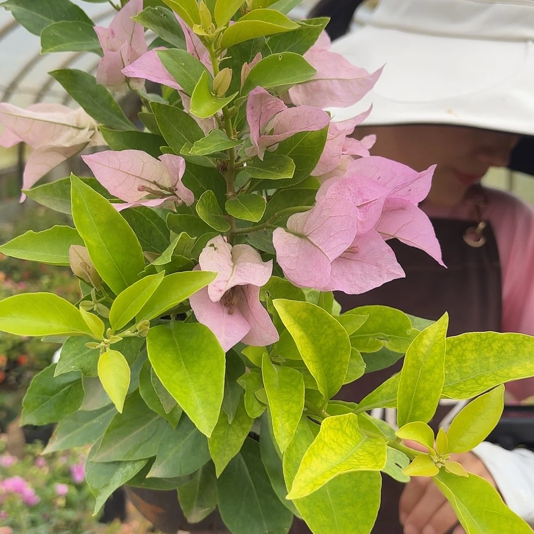 完全开放金夫人三角梅会落花落叶