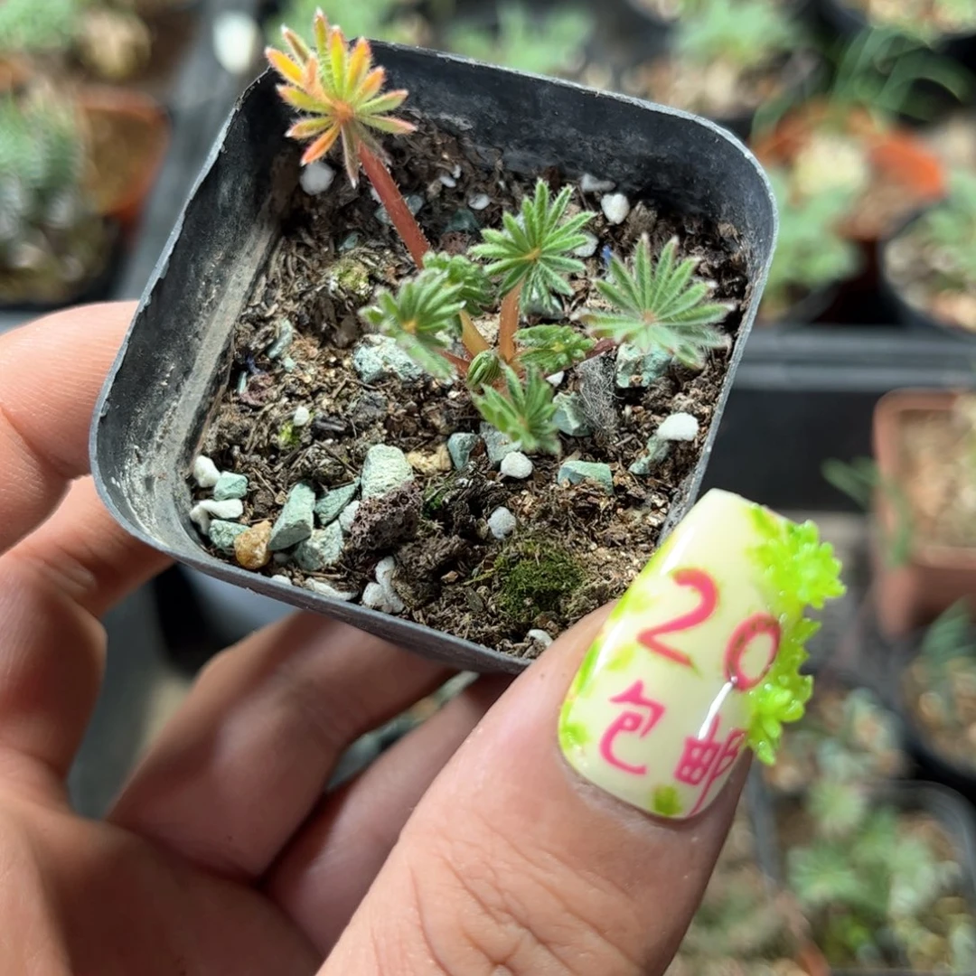 红棕榈幸运草酢浆草单头发货