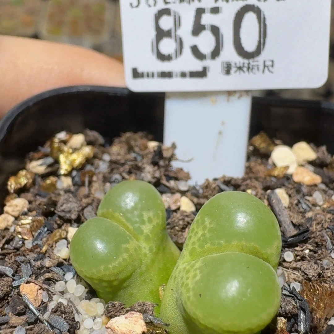 Ssss精品生石花850
