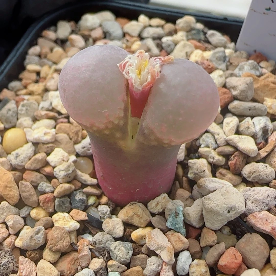多肉植物火大1089 75号
