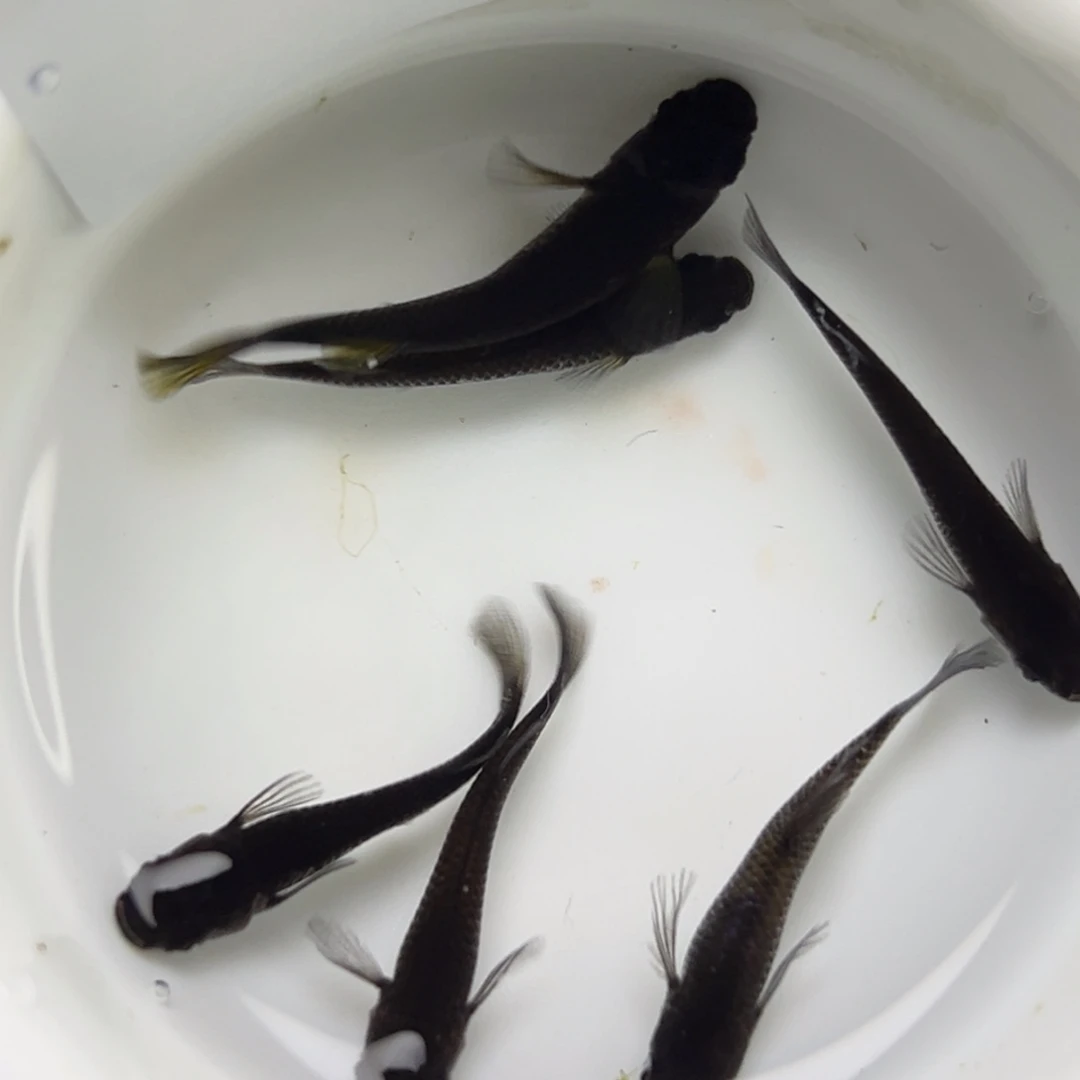 海水鱼1。
