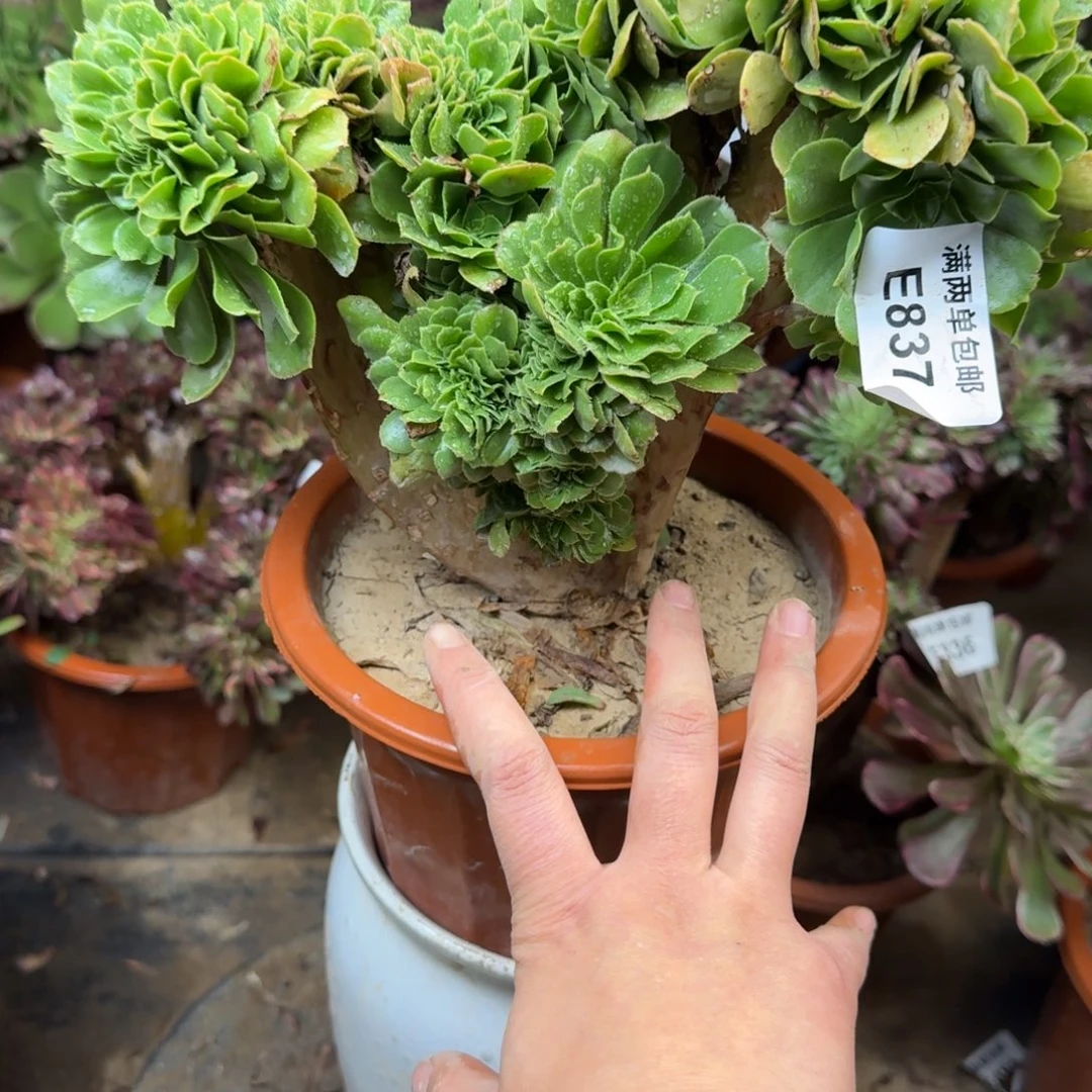 837绿杨蓉缀化法师多肉