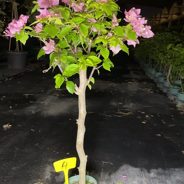 当前无花栽培后可以开花14橙粉公主