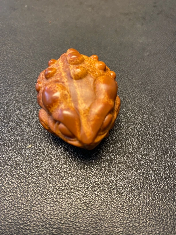 巴西橄榄核三腿金蝉