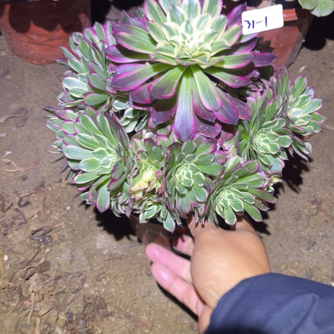 12-31-1天和法师锦