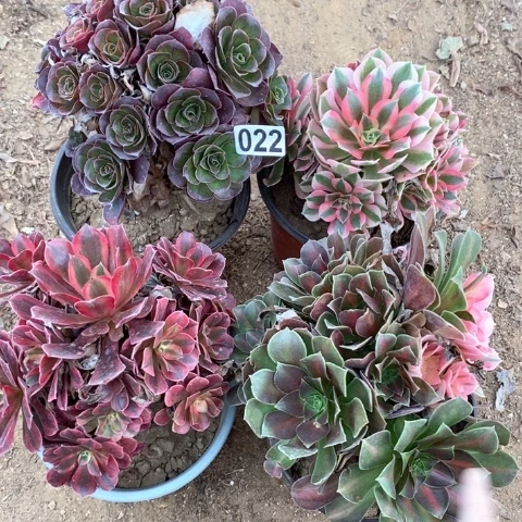 022四颗法师多肉植物