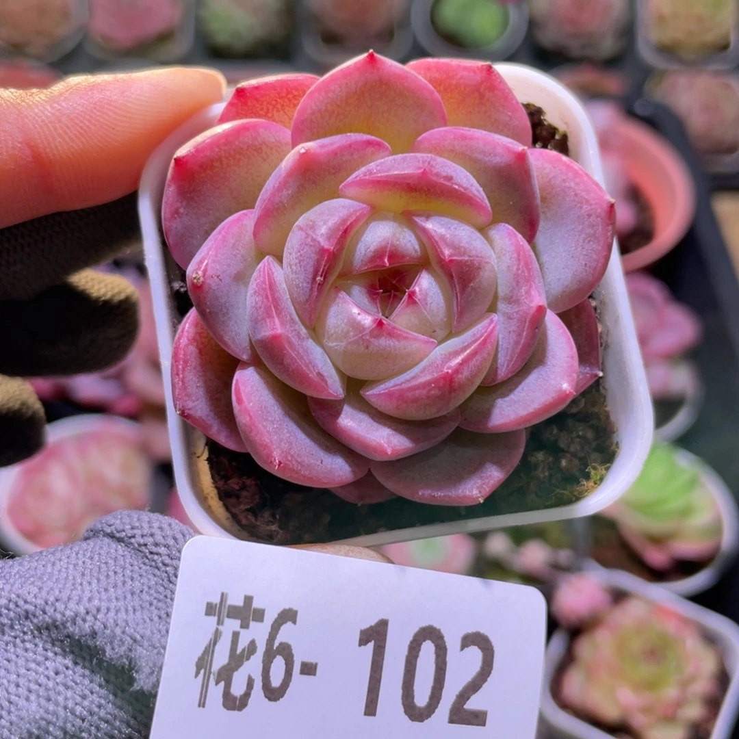 花利美6-102福利珍妮