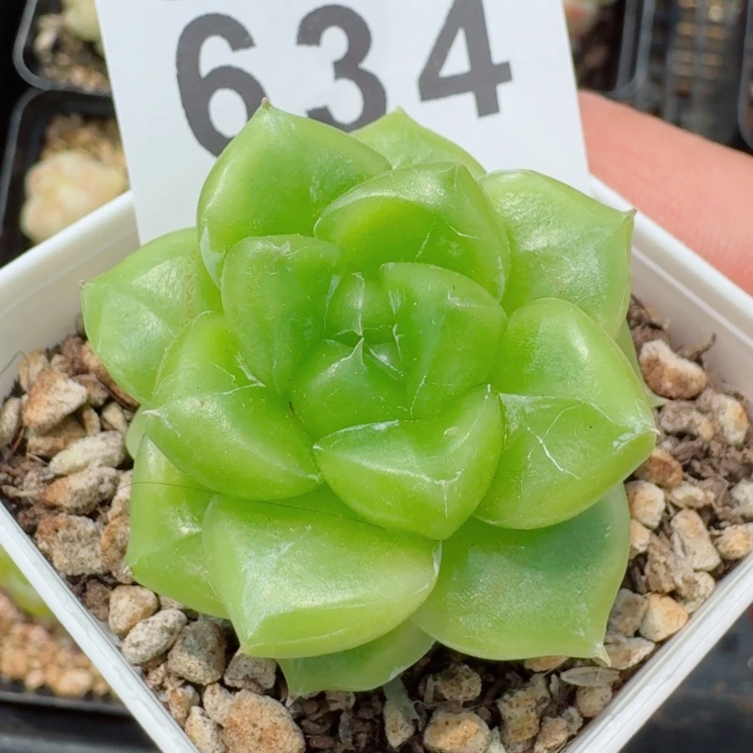七喜珍妮多肉植物一物一拍