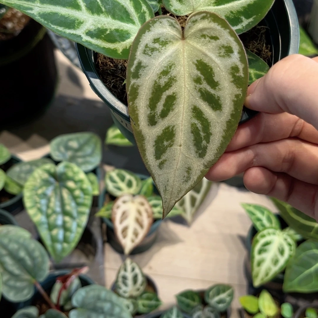 绳***宝完全开放银王自交