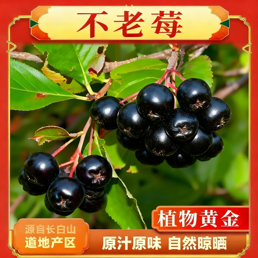 长白山不老梅  黑果腺肋花楸  花青素 原色无熏