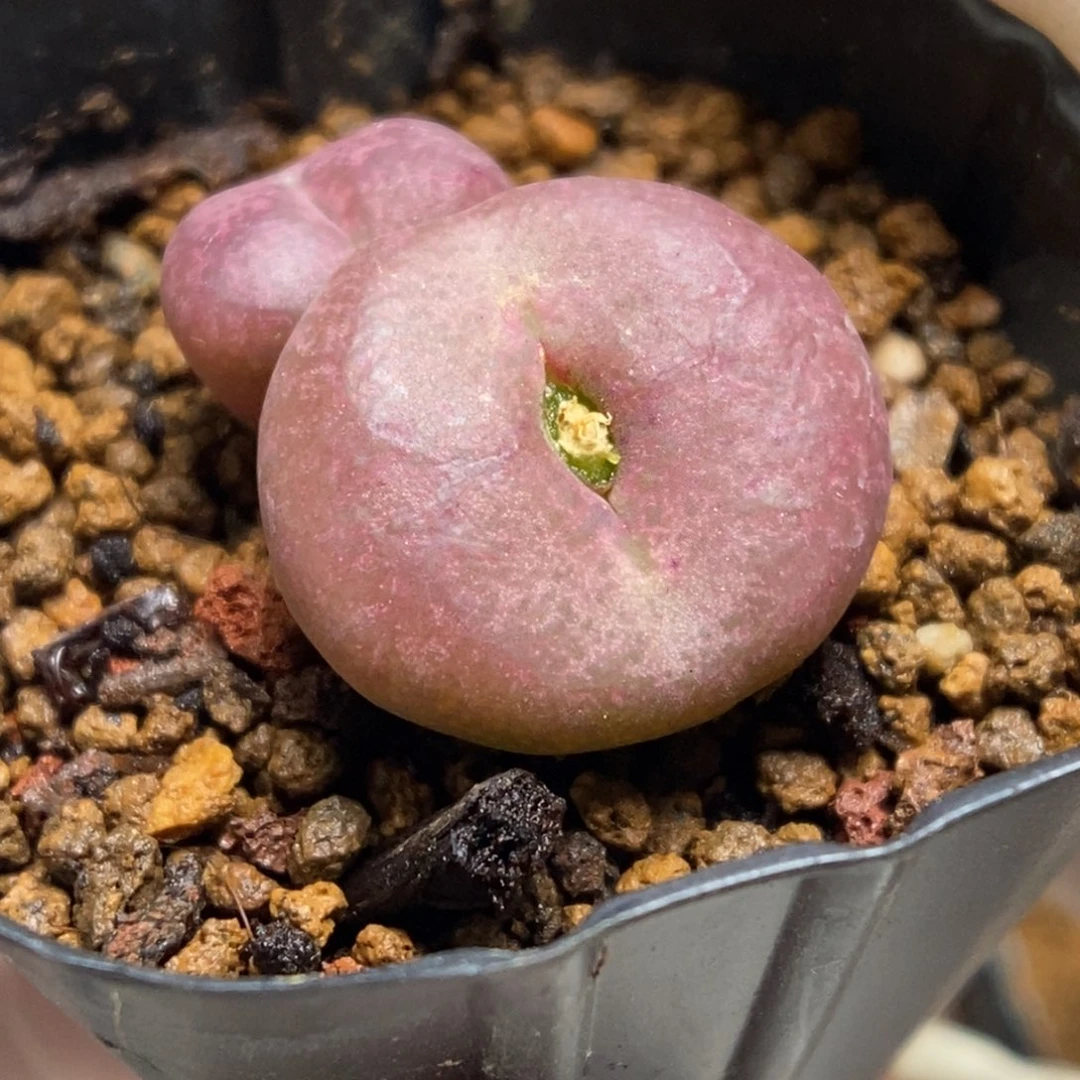 多肉植物肉锥杂交K-663（2.2）安贞杂