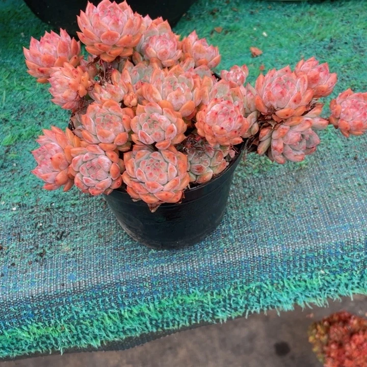 雨***！精控霜花一物一拍