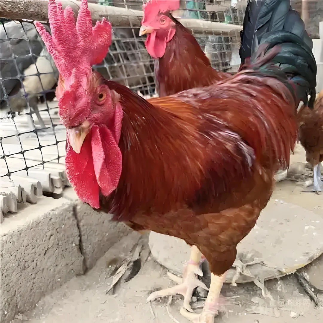 宠物鸡 九斤红公鸡  土鸡（到手七只）活体发货