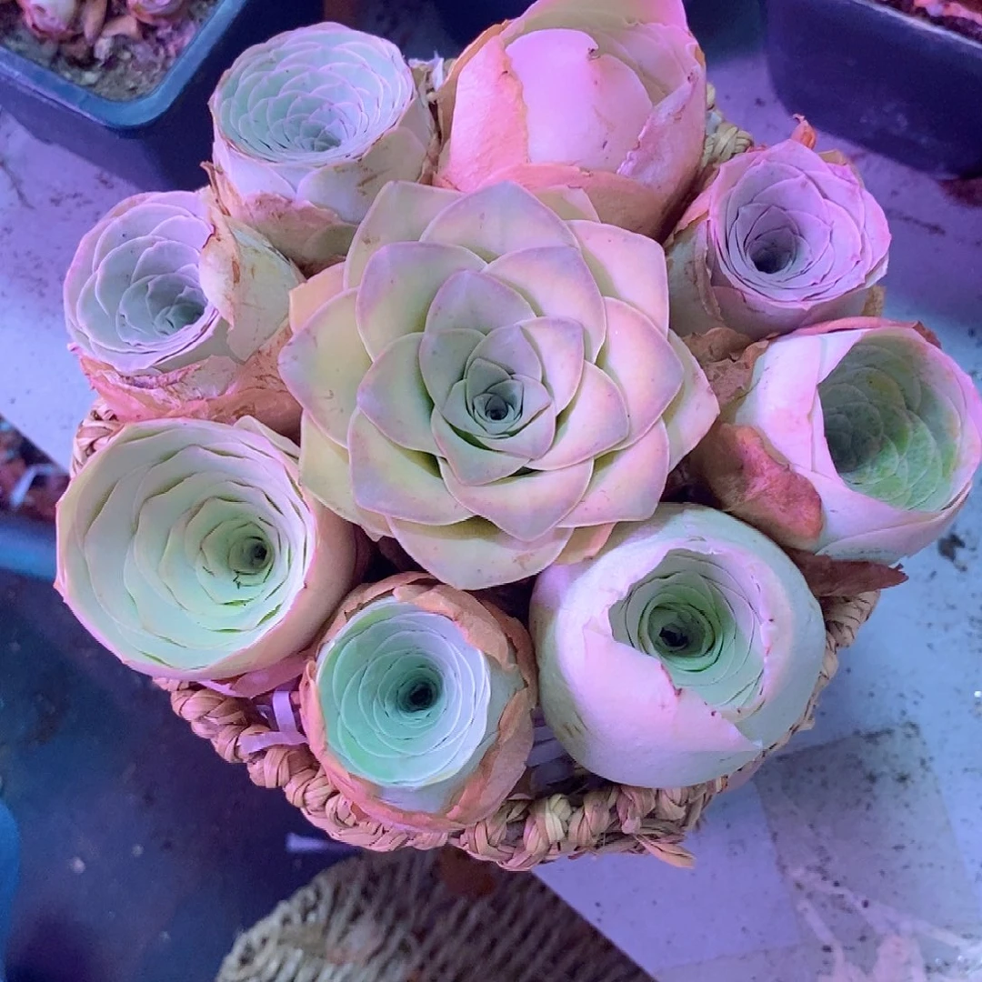 山地玫瑰精品花篮带蓝发货006一物一拍