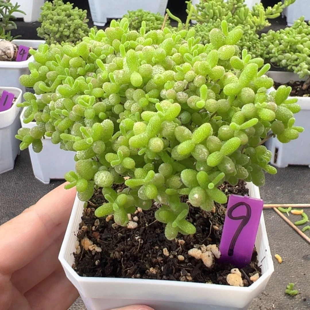 9号蜜橘飘桩7厘米盆