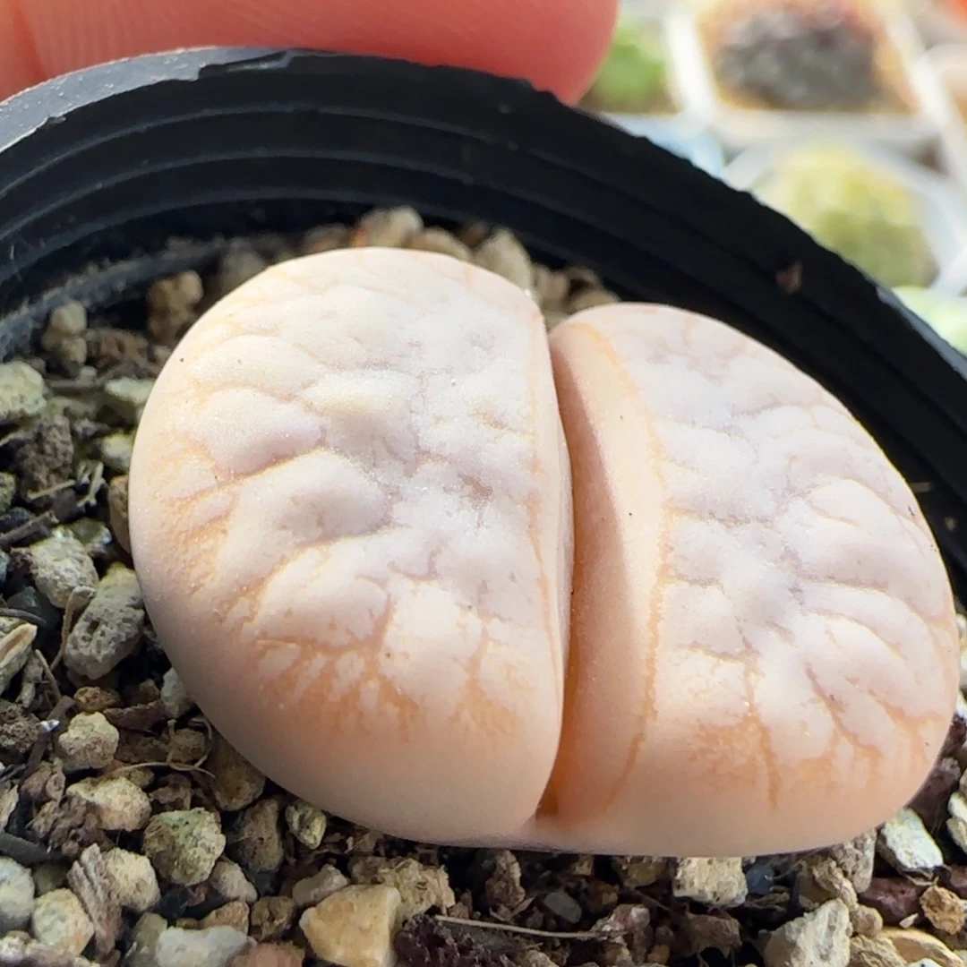 7218 大白多肉植物园