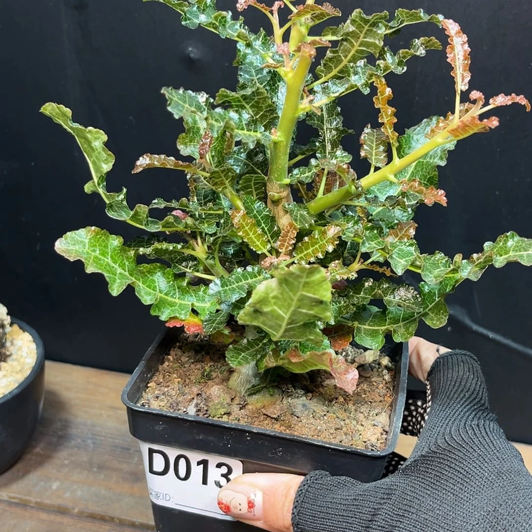 娜娜Zzzzzzzzzzzzzx