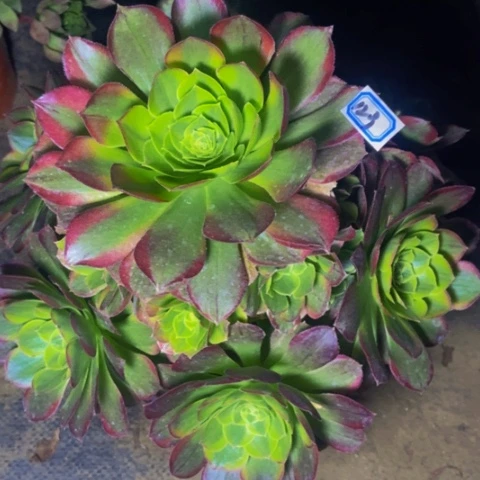 奶白有伤多肉植物123多肉