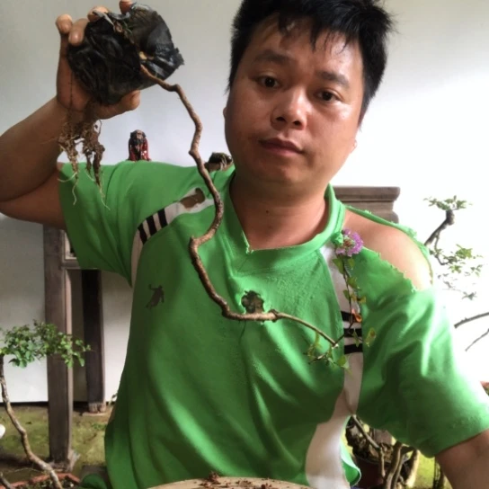 无花朵盆景盆栽植物（不包成活率）