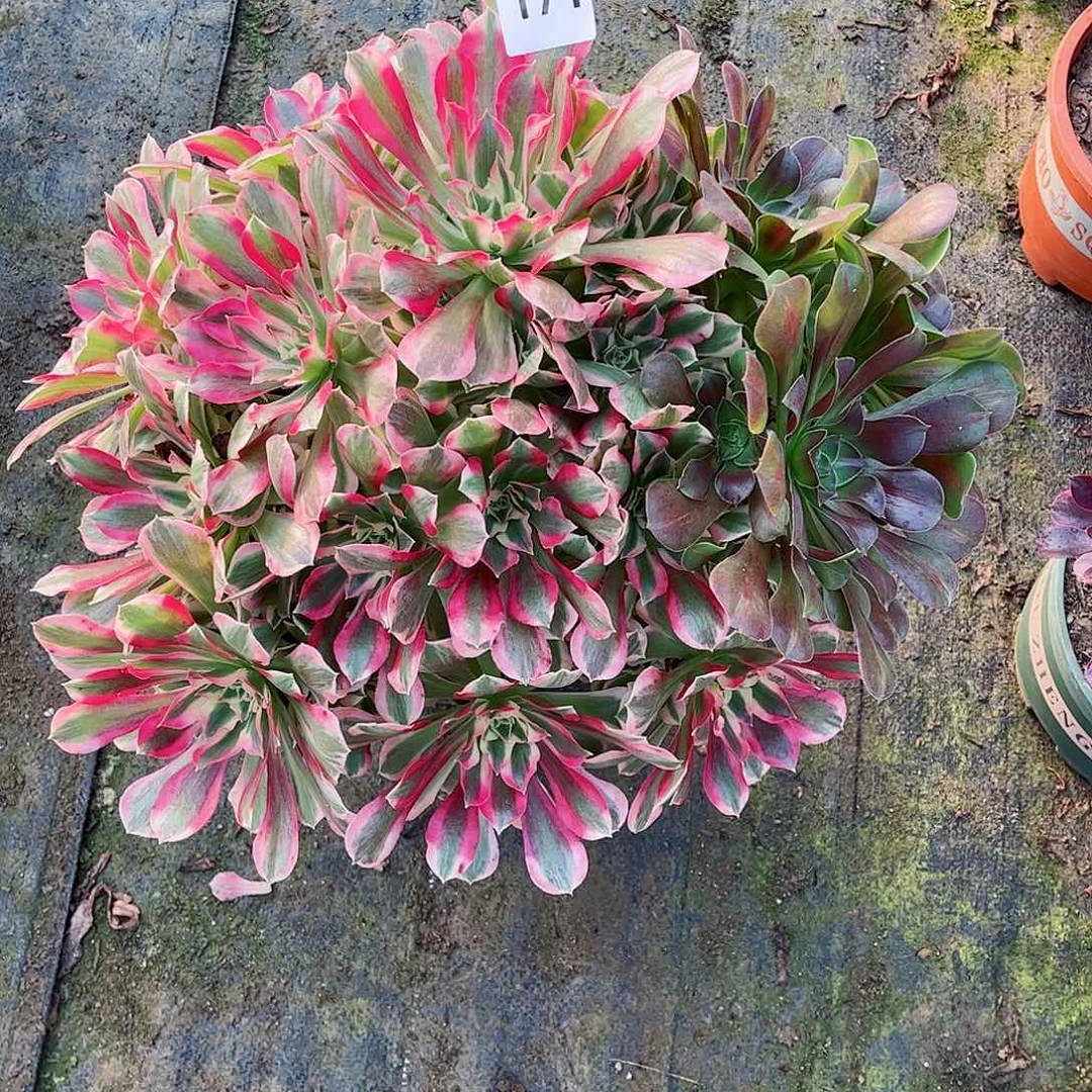 无花朵多肉植物171