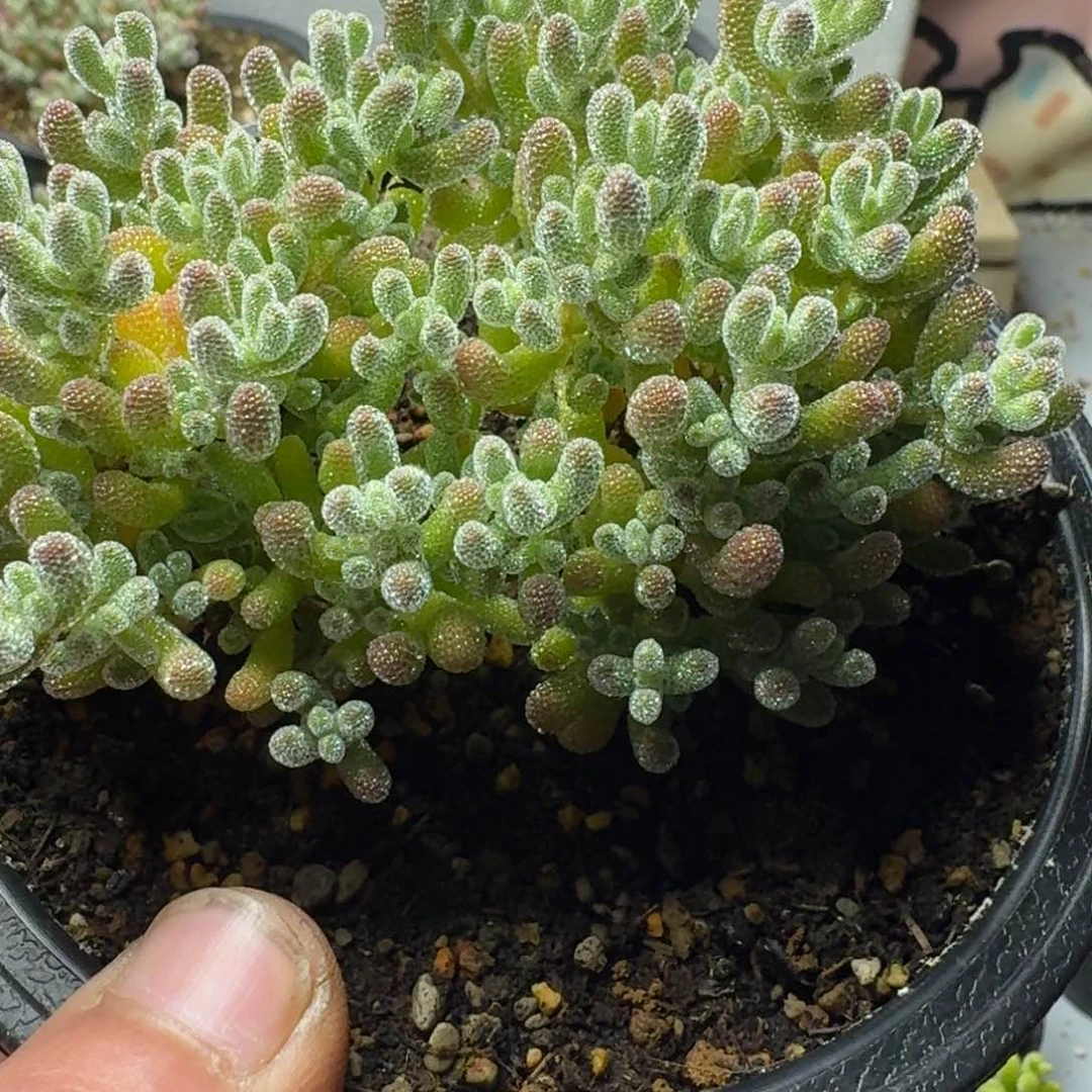 棒****）多肉植物枝干番杏x 5