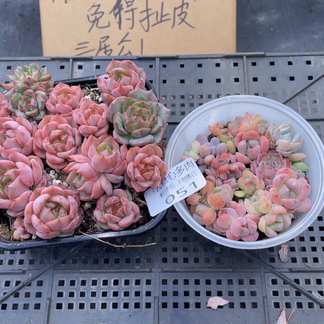 云糖心多肉植物51
