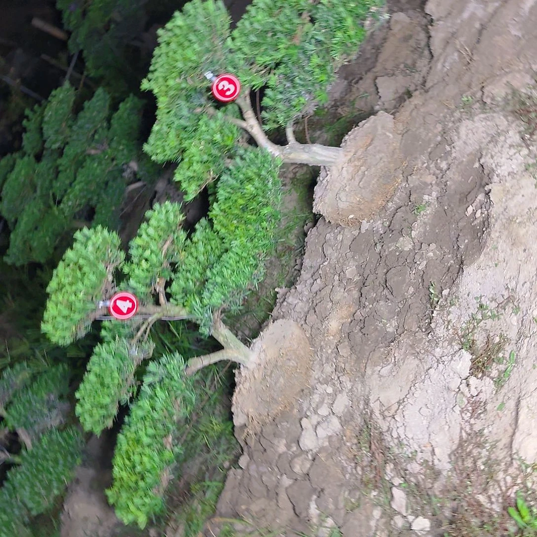 强***哥无花朵14444555659656655