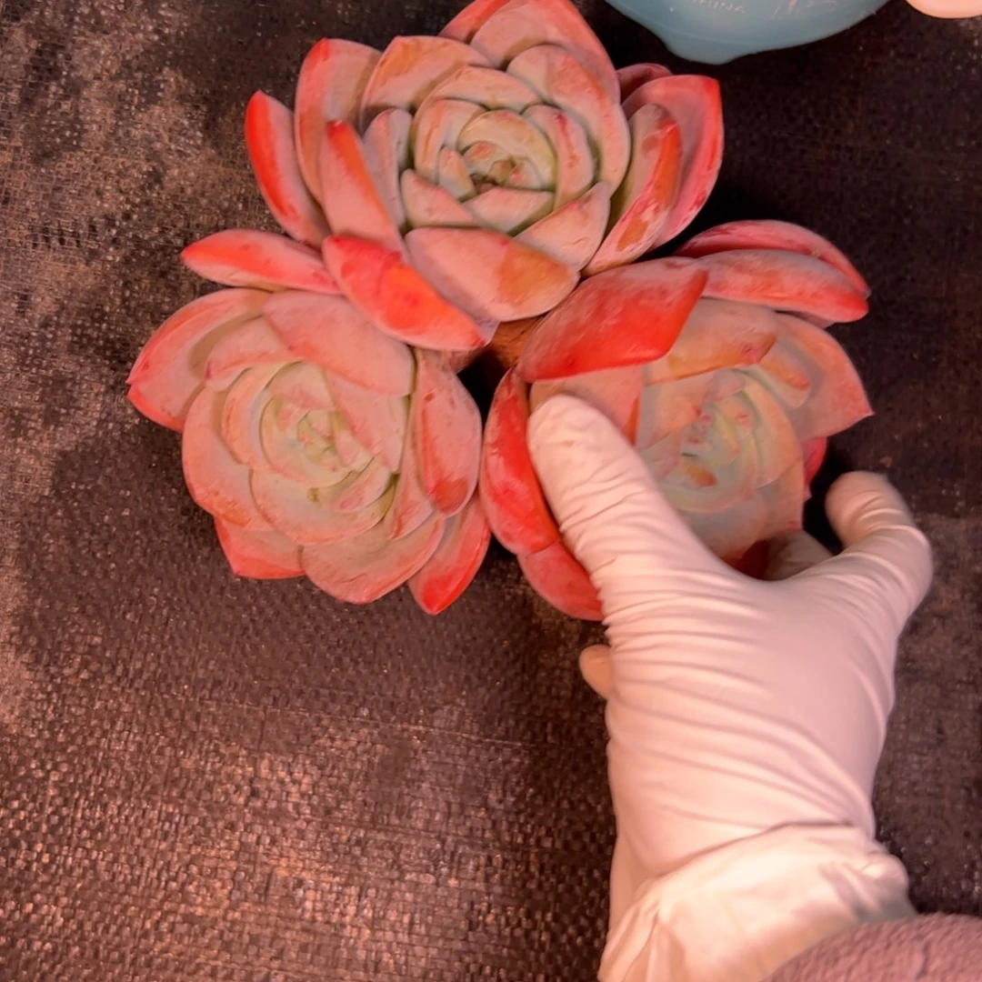 ****l三头凤橙多肉植物