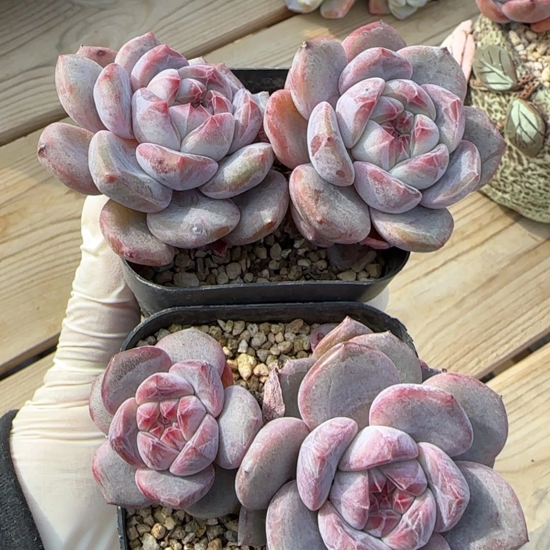 突尼斯星影发货多肉两颗有砍