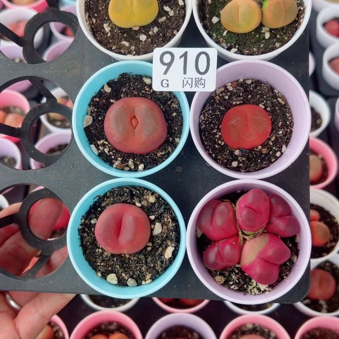 无花朵痛*我很喜欢这个G910