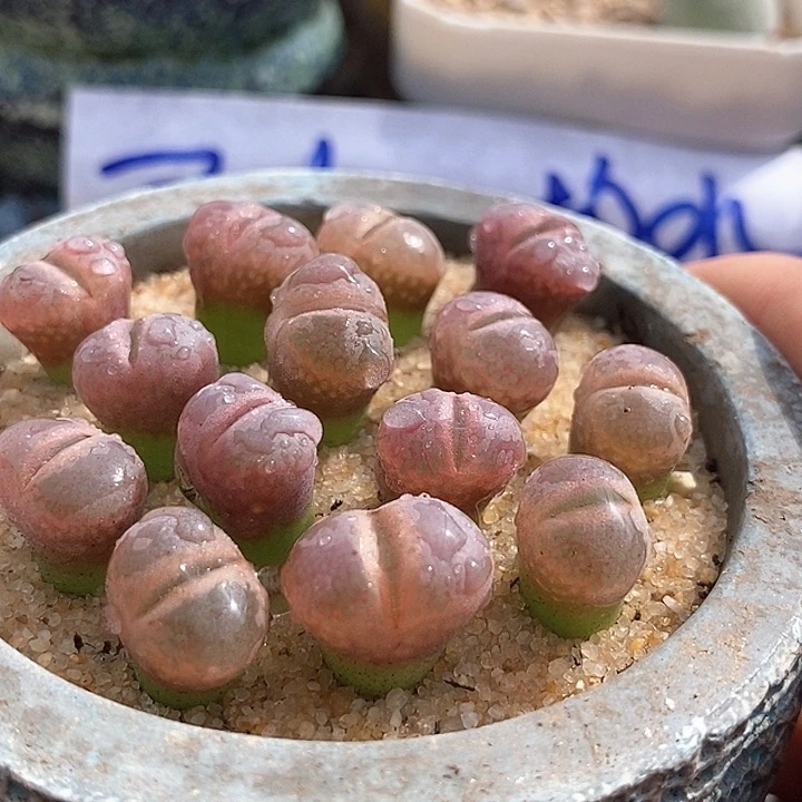 26541风铃c10一颗