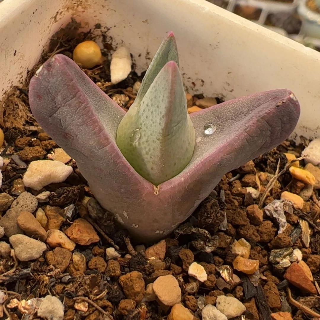 463多肉植物百科