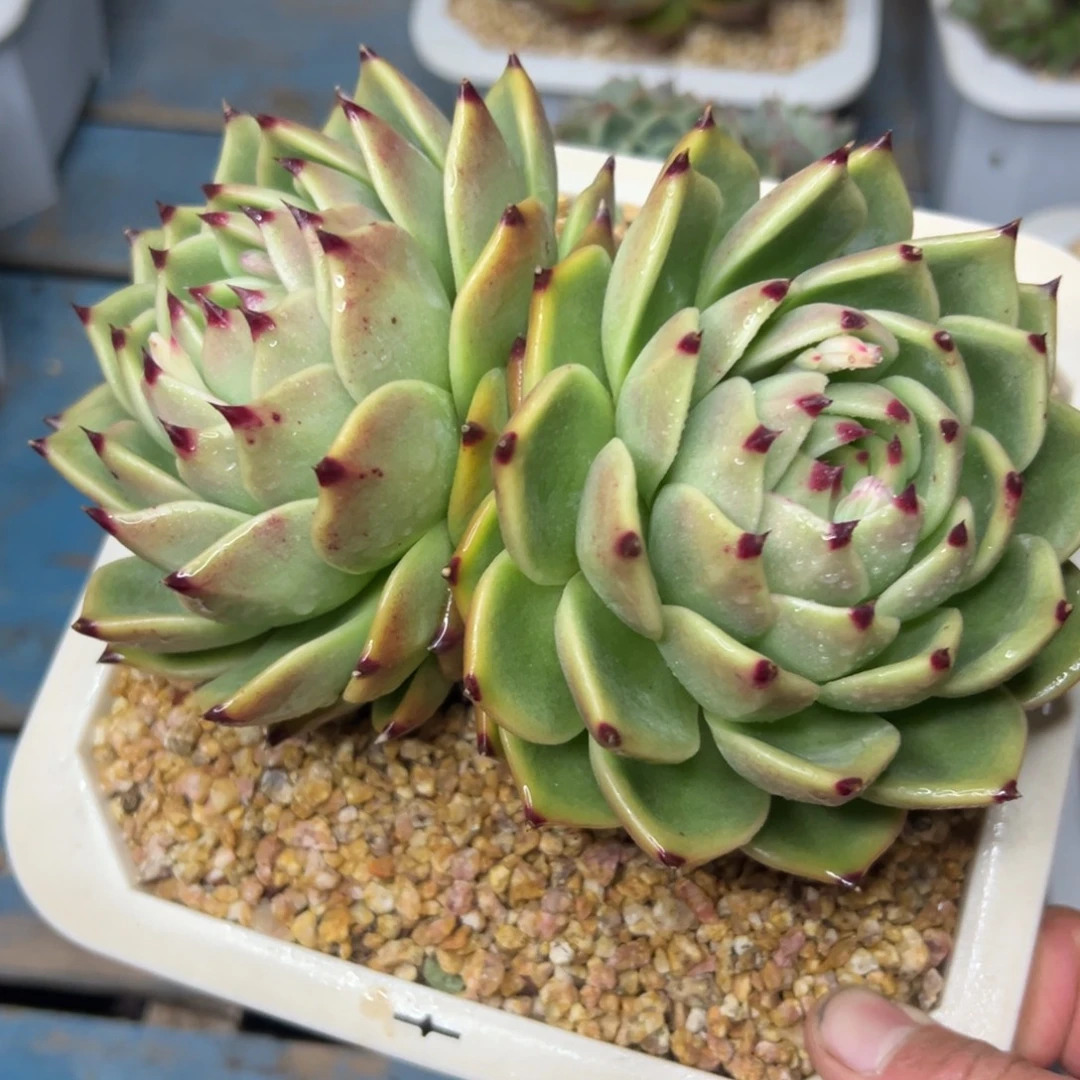 多肉植物一物一拍（7号）