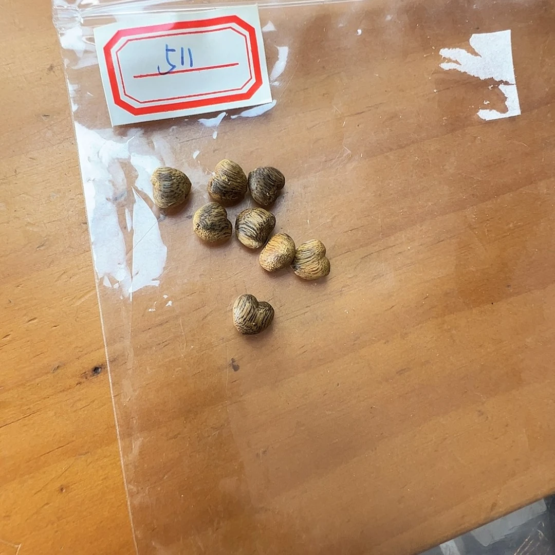 爱***人沉香碎屑沉香511心中佛小祥云香