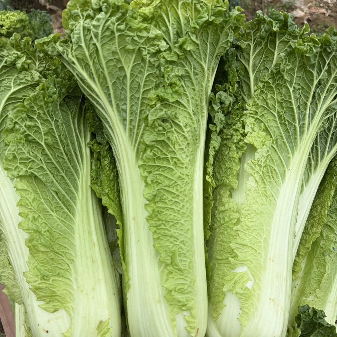 贵州高山露天自然生长现砍现发新鲜青口白白菜蔬菜