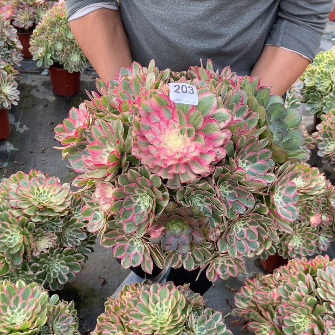 希****?孔雀翎多肉植物老桩