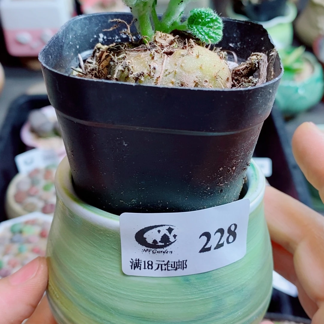 不****生石花花花花花花花花228