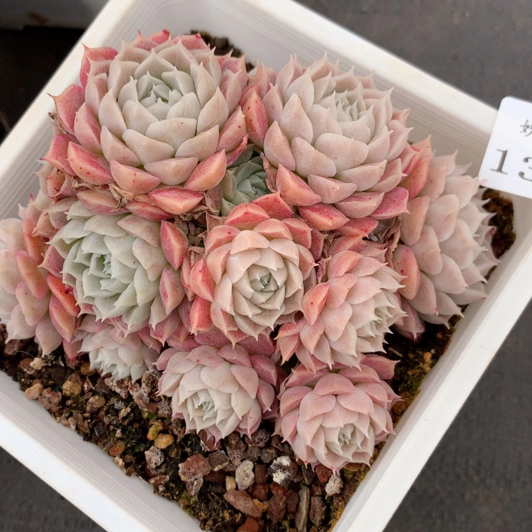 1377杂交精品基地13厘米