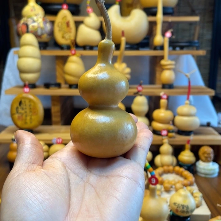 静***花天然葫芦自然生长