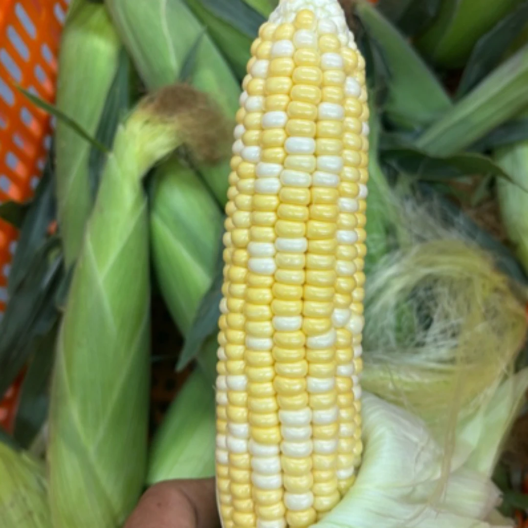 好吃的水果玉米11元10根。超甜超好吃河北省