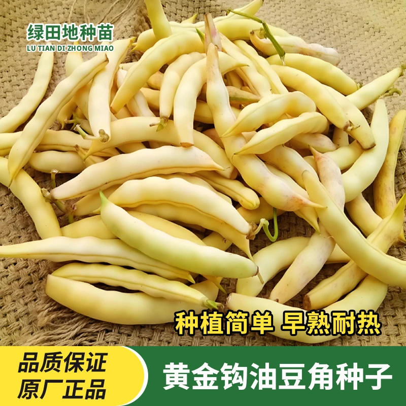 黄金钩油豆角种子东北勾勾黄豆角种子籽搭架田园农家庭院蔬菜种子
