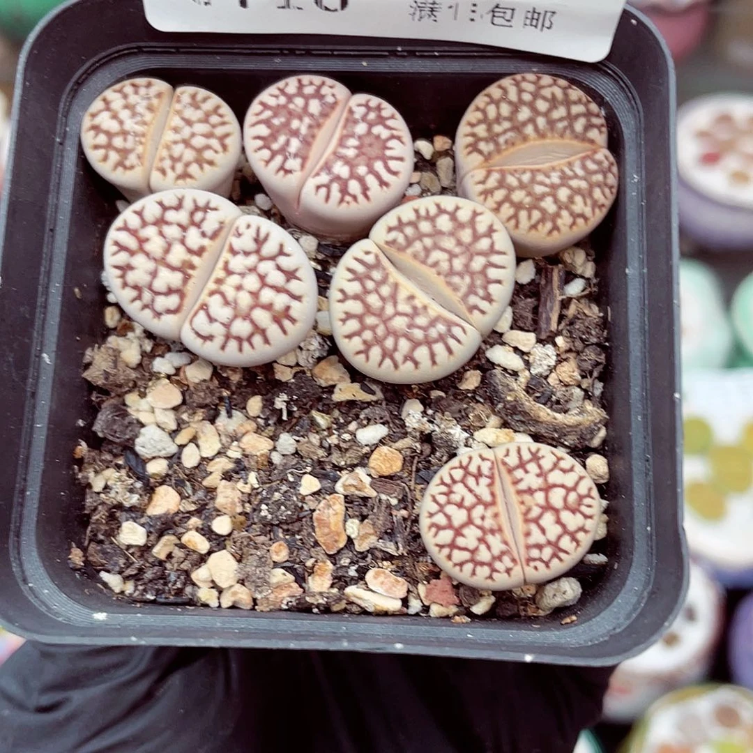 生石花满18包邮0716-68